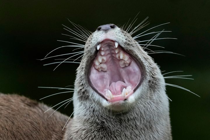 'It Felt Like They Wanted To Kill Me': California Man Recounts Vicious Otter Attack