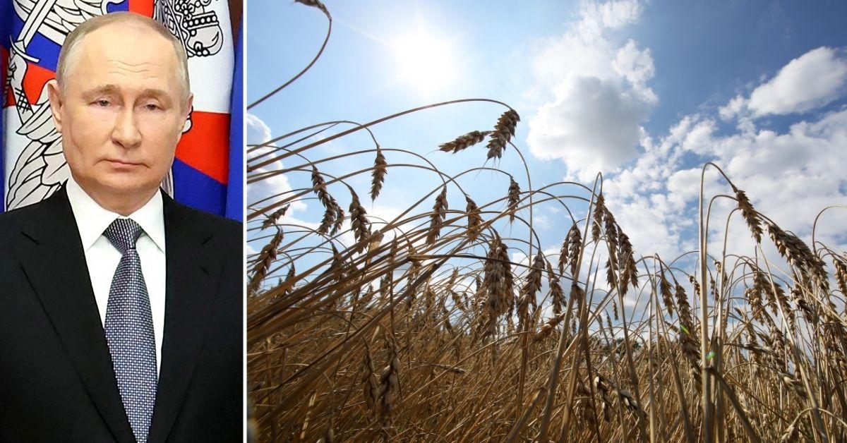 Putin Has Stolen More Than $1B Worth of Grain From Ukraine