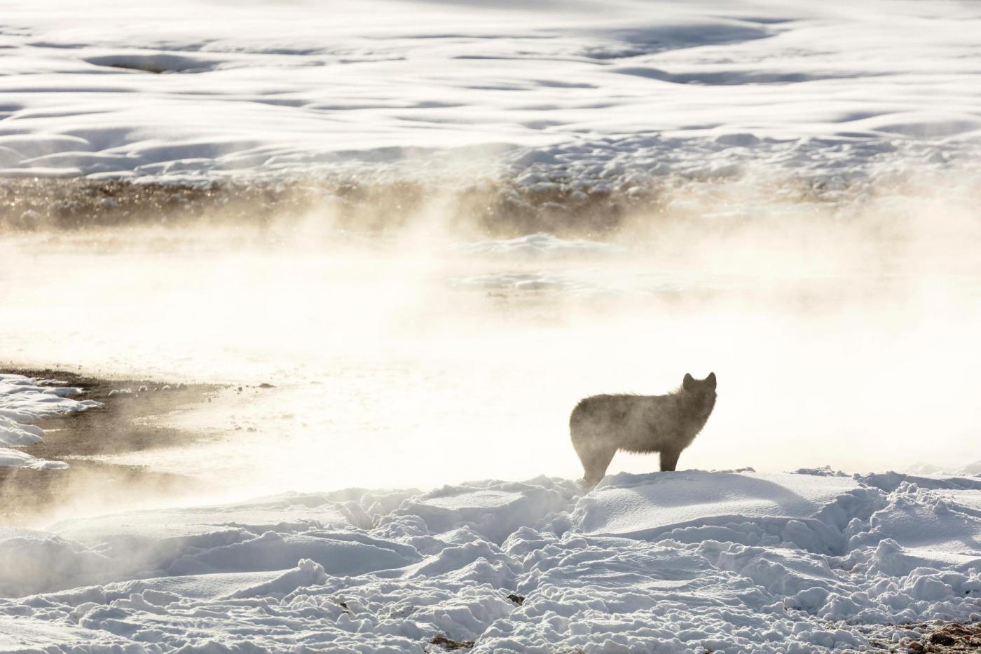 Rule allowing wolf kills in Colorado will also green light reintroduction, supporters say