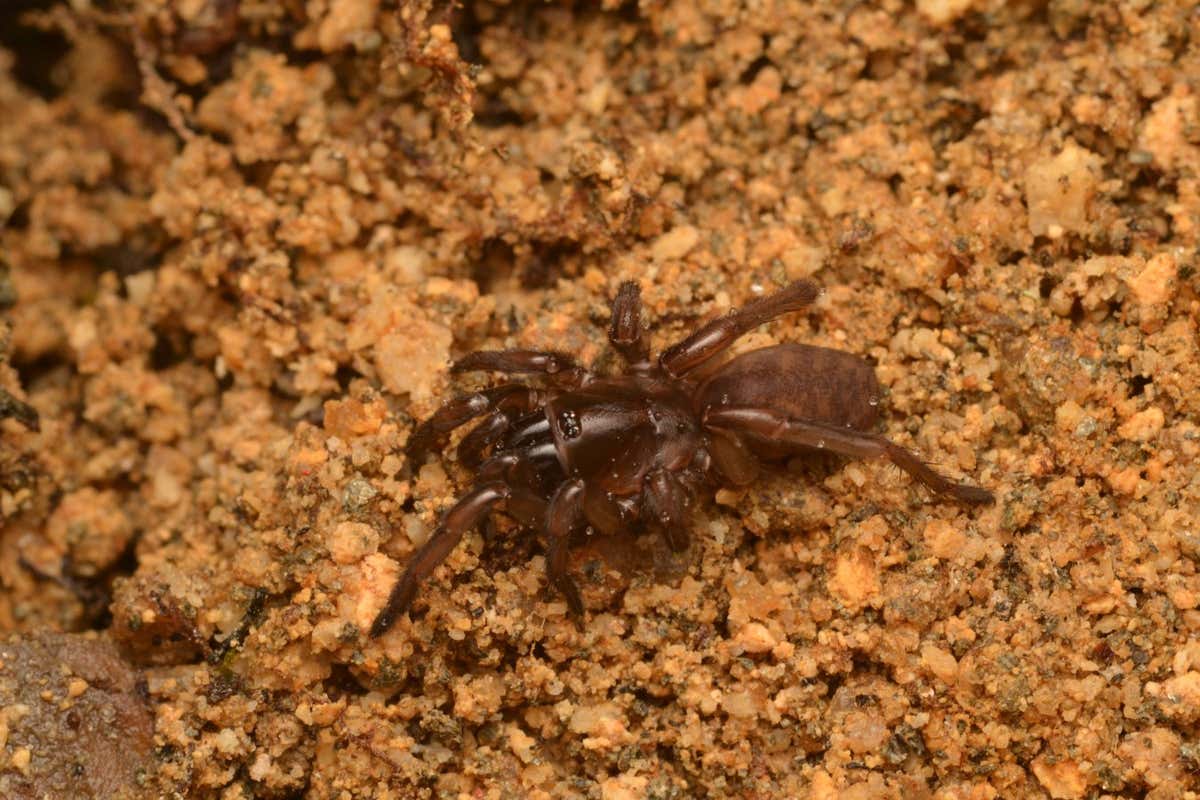 Fagilde's trapdoor spider rediscovered in Portugal after disappearing for 92 years