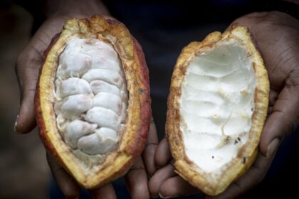 Mars accused of using child labor in cocoa supply chain