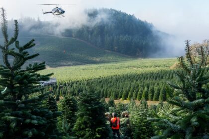 The Toxic Truth About Your Christmas Tree