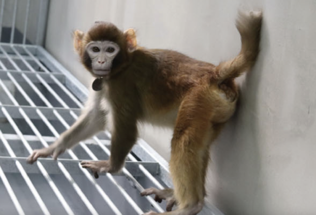 A Cloned Rhesus Monkey Is Still Alive After 2 Years : ScienceAlert