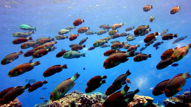 What Would Happen if All The Fish in The Ocean Disappeared? : ScienceAlert