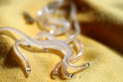 several small and translucent glass eels on a yellow cloth