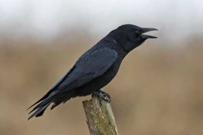 Crows can 'count' similarly to toddlers, according to new study