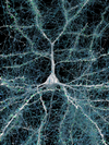 Six layers of excitatory neurons colored by depth - the human brain