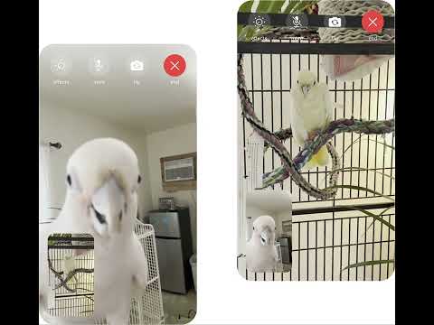 An 11-year-old cockatoo named Ellie uses Facebook Messenger to video communicants with a fellow parrot.