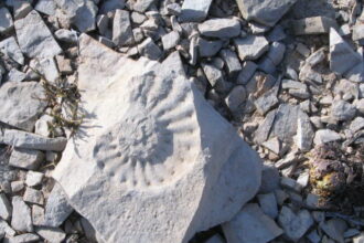 11 US National Parks where you can find fossils