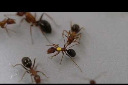 Watch a carpenter ant chew off another's wounded leg to try to save its life