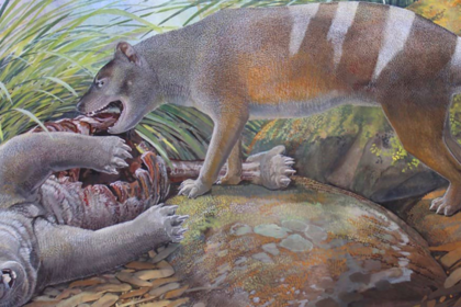 New bone-crushing Tasmanian tiger species dug up by paleontologists