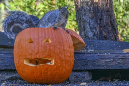 How to squirrel-proof your pumpkins