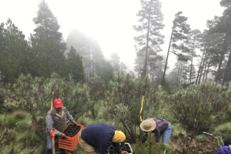 Scientists build rest stops for monarch butterflies on a volcano